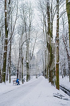 Winter Alley Covered with Cnow in Park Outdoors