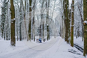 Winter Alley Covered with Cnow in Park Outdoors