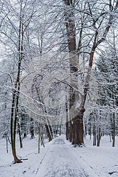 Winter Alley Covered with Cnow in Park Outdoors