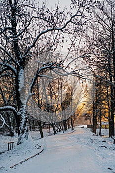 Winter Alley Covered with Cnow in Park Outdoors