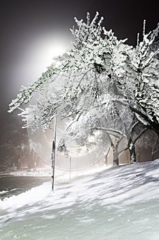 Winter alley in park and shining lanterns. Night shot. Winter wonderland