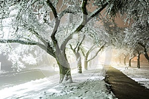 Winter alley in park and shining lanterns. Night shot. Winter wonderland