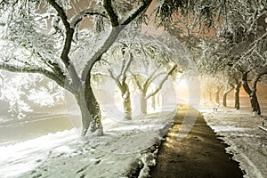 Winter alley in park and shining lanterns. Night shot. Winter wonderland