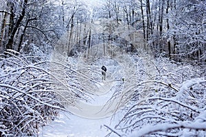 Winter alley running between frozen bushes and trees