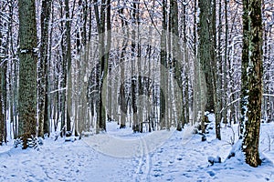 Winter Alley Running Between the Frozen Trees