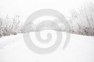 Winter alley with snow covered trees