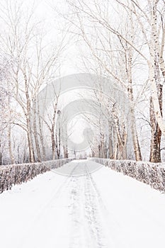 Winter alley with snow covered trees