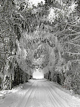 Winter alley with snow-covered trees