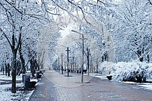 Winter alley with snow-covered trees in the city park