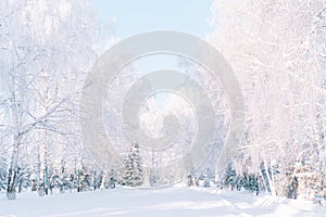 Winter alley with snowy trees under clear sky