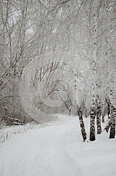 Winter alley throw the forest