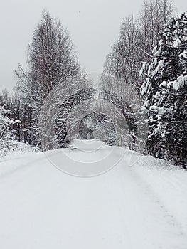 Winter alley in the yeg forest.