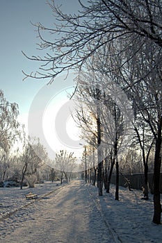 Winter in the alleys of the Calarasi city park 1