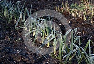 Winter allotment vegetables, leeks growing on garden soil