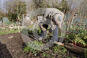 Winter allotment weeding