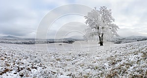 Winter with alone frozen tree, panorama nature landscape
