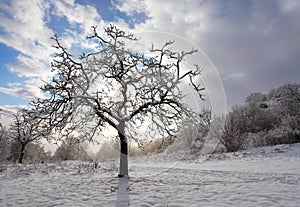 Winter alone tree