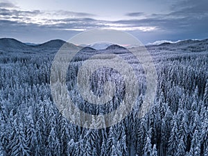 Winter alpine forest at Pokljuka Slovenia covered in snow at dawn