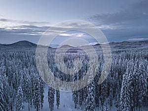 Winter alpine forest at Pokljuka Slovenia covered in snow at dawn