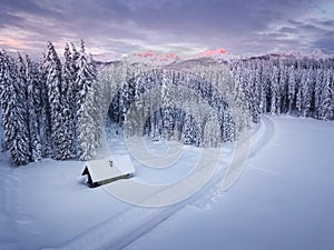 Winter alpine forest at Pokljuka Slovenia covered in snow at dawn