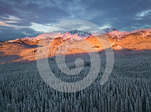 Winter alpine forest at Pokljuka Slovenia covered in snow at dawn