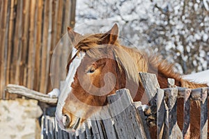 Winter alpine horse standing in the snow against the backdrop of a wooden farm. Mountain landscape in the Alps.