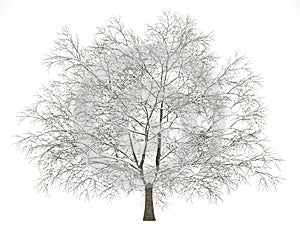 Winter american beech tree isolated on white