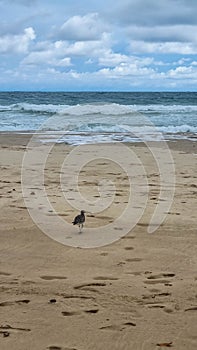 winter American Herring Gull Larus smithsonianus Ocean Co