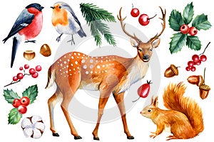 Winter animals on a white background, squirrel, bullfinch, robin and deer. Watercolor parnting