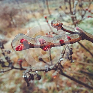 Winter anomalous natural phenomenon