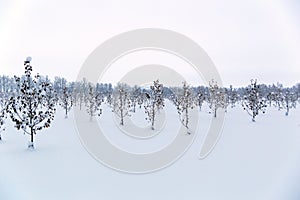 Winter apple garden deadpan style with selective focus photo