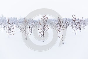 Winter apple garden deadpan style with selective focus photo