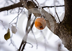 Winter Apple on the tree photo