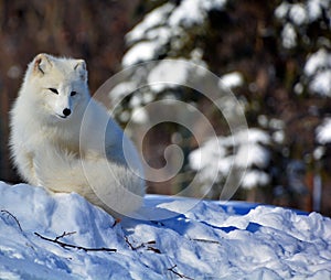 In winter arctic fox Vulpes lagopus,