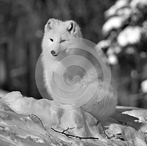 In winter arctic fox Vulpes lagopus,