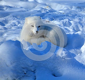 In winter arctic fox Vulpes lagopus, also known as the white, polar or snow fox