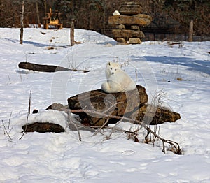 In winter arctic fox Vulpes lagopus, also known as the white, polar or snow fox,