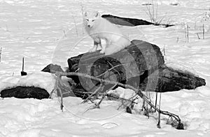 In winter arctic fox Vulpes lagopus, also known as the white, polar or snow fox,