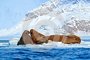 Winter Arctic landscape with big animal. Family on cold ice. Walrus, Odobenus rosmarus, stick out from blue water on white ice wit