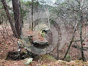 Winter in Arkansas, forest scenery with rocky outcropping