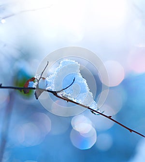 Winter art design. Snow