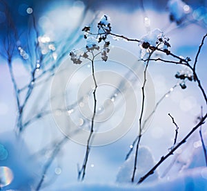 Winter art design. Snow