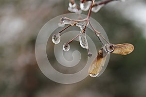 Winter Art from Nature