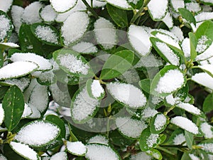 Winter art, snow on tree