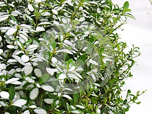 Winter art, snow on tree