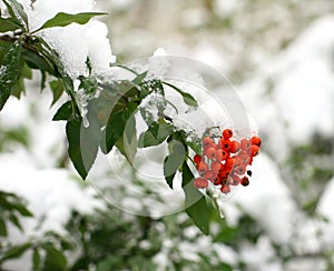 Winter ashberry
