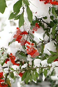 Winter ashberry
