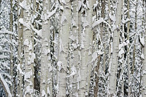 Winter Aspen Stems after Blizzard