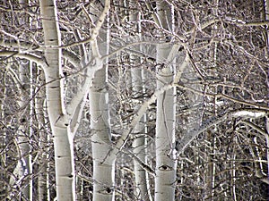 Winter Aspen Trees