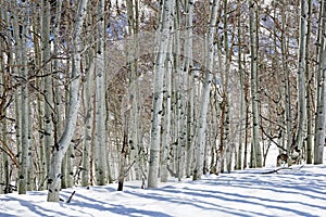 Winter Aspen Trunks